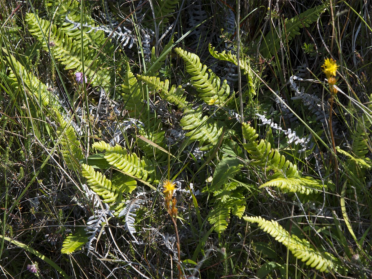 Blechnum spicant